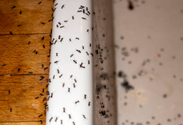Best Affordable Pest Control Services  in Fox Crossing, WI